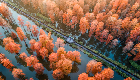 水上红杉林航拍景观 武汉涨渡湖湿地森林