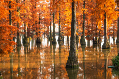 秋日红色水杉林 武汉涨渡湖水上森林