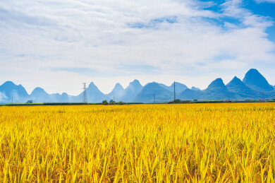 中国广西柳城县稻花飘香景区