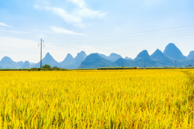 中国广西柳城县稻花飘香景区