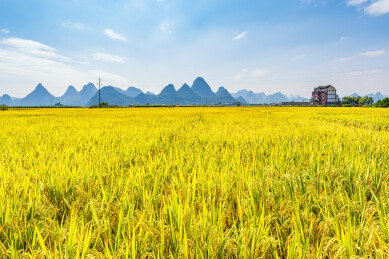 中国广西柳城县稻花飘香景区