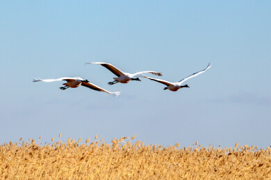 丹顶鹤舒展羽翼在蓝天白雪间飞翔