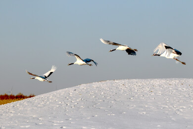 丹顶鹤舒展羽翼在蓝天白雪间飞翔