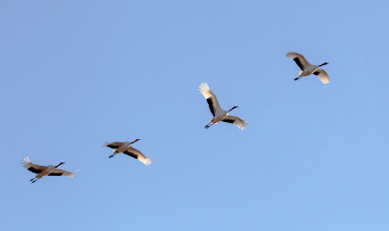 丹顶鹤舒展羽翼在蓝天白雪间飞翔