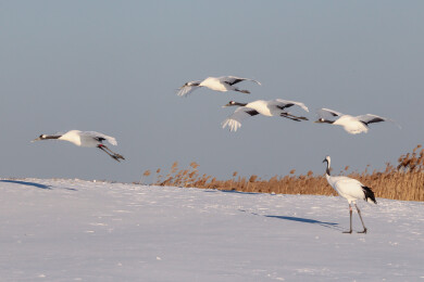 丹顶鹤舒展羽翼在蓝天白雪间飞翔