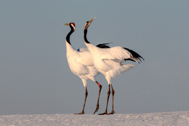 丹顶鹤舒展羽翼在蓝天白雪间飞翔