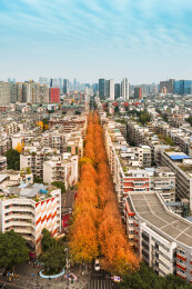中国四川成都玉林西路梧桐树林荫道冬季航拍