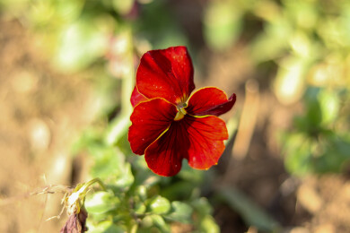 随州市阳光下的红色三色堇