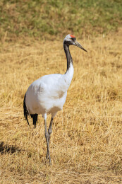 中国黑龙江齐齐哈尔扎龙湿地丹顶鹤特写