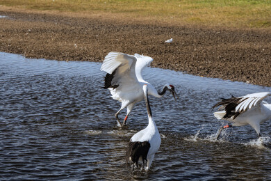 中国黑龙江齐齐哈尔扎龙湿地丹顶鹤特写