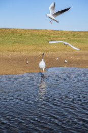 中国黑龙江齐齐哈尔扎龙湿地丹顶鹤特写