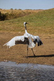 中国黑龙江齐齐哈尔扎龙湿地丹顶鹤特写