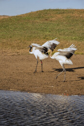 中国黑龙江齐齐哈尔扎龙湿地丹顶鹤特写