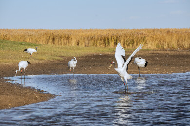 中国黑龙江齐齐哈尔扎龙湿地丹顶鹤特写