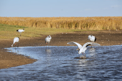中国黑龙江齐齐哈尔扎龙湿地丹顶鹤特写