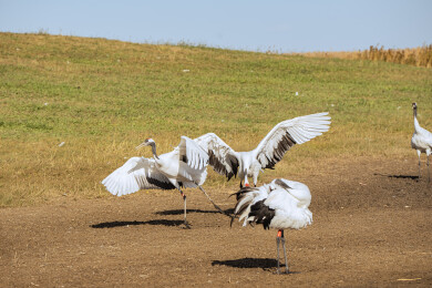 中国黑龙江齐齐哈尔扎龙湿地丹顶鹤特写