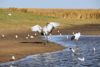 中国黑龙江齐齐哈尔扎龙湿地丹顶鹤特写
