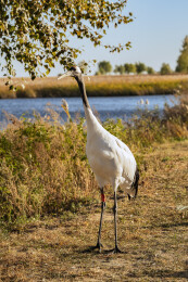 中国黑龙江齐齐哈尔扎龙湿地丹顶鹤特写