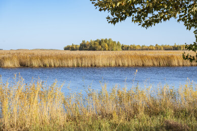 中国黑龙江齐齐哈尔扎龙湿地芦苇荡秋景