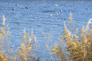 中国黑龙江齐齐哈尔扎龙湿地芦苇荡秋景