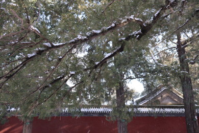 北京初雪后颐和园南湖岛上古建筑的屋檐雪景
