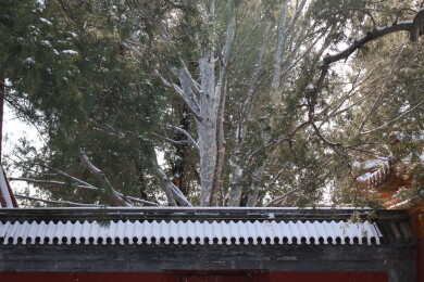 北京初雪后颐和园南湖岛上古建筑的屋檐雪景