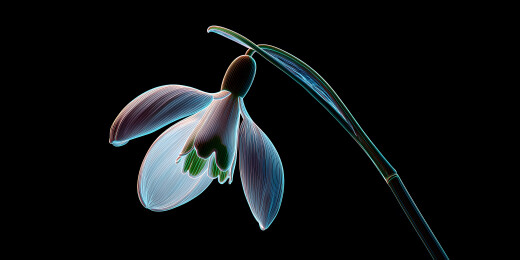 一朵全息雪滴花