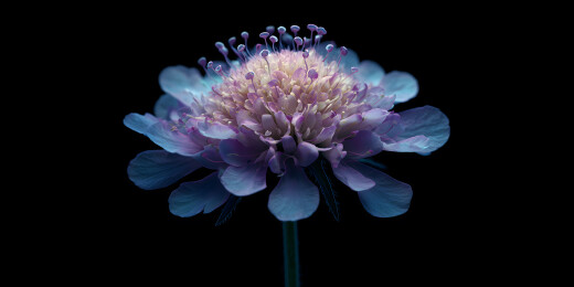 一朵全息松虫草花