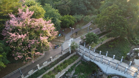广东东莞桥边美丽异木棉花开正艳