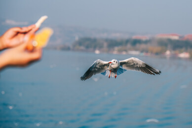 到中国三门峡过冬的红嘴鸥
