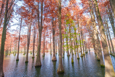 上海青西郊野公园的秋日水杉林倒影