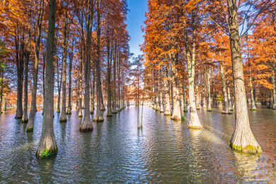 上海青西郊野公园的秋日水杉林倒影