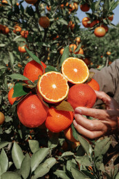 古红桔 红橘