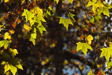 秋天的梧桐树叶梧桐树