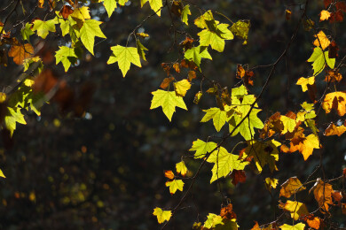 秋天的梧桐树叶梧桐树