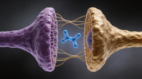 神经元突触传递示意图