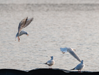 候鸟红嘴鸥栖息生态照片