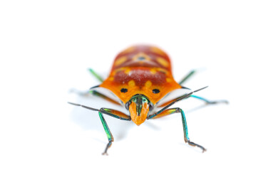 白背景角盾蝽特写