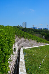 蓝天下绿植覆盖斜坡与远处建筑景观