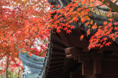 中国上海嘉定秋霞圃初冬风光