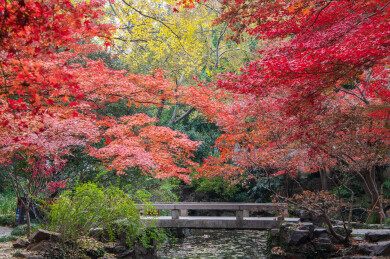 中国上海嘉定秋霞圃初冬风光