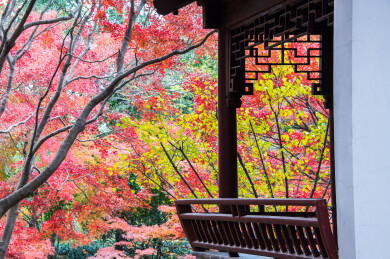 中国上海嘉定秋霞圃初冬风光