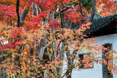 中国上海嘉定秋霞圃初冬风光