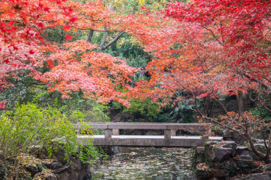 中国上海嘉定秋霞圃初冬风光