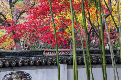 中国上海嘉定秋霞圃初冬风光