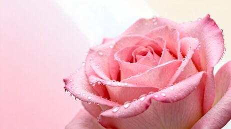 粉色玫瑰花蕊水珠特写