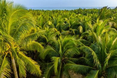 俯瞰海南文昌海边大片的椰树森林