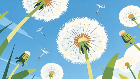 蒲公英花
