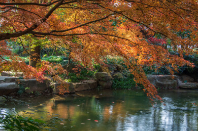 中国浙江杭州茶叶博览馆初冬风光