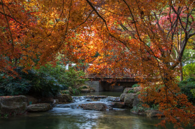 中国浙江杭州茶叶博览馆初冬风光